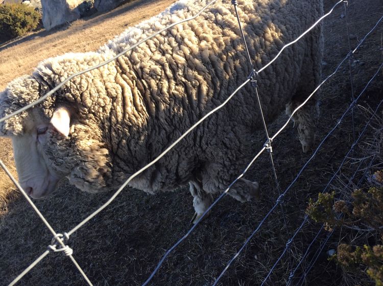 在新西兰如何找到南十字星,新西兰看南十字星