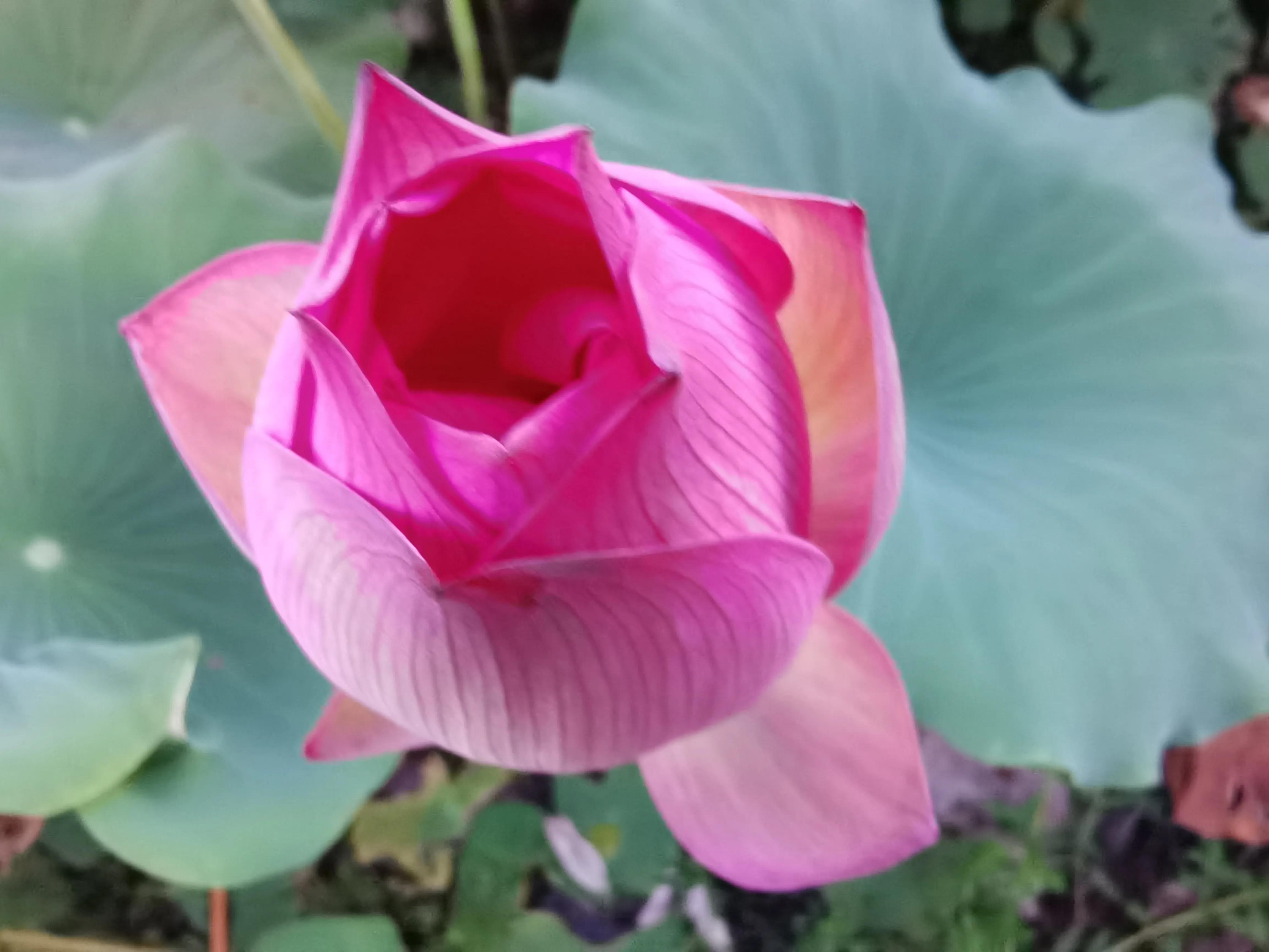 又见荷花香,池塘荷花仍飘香