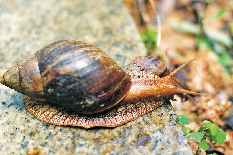 非洲大蜗牛入侵美国，每年可产5窝，花费数百万美元没法治理