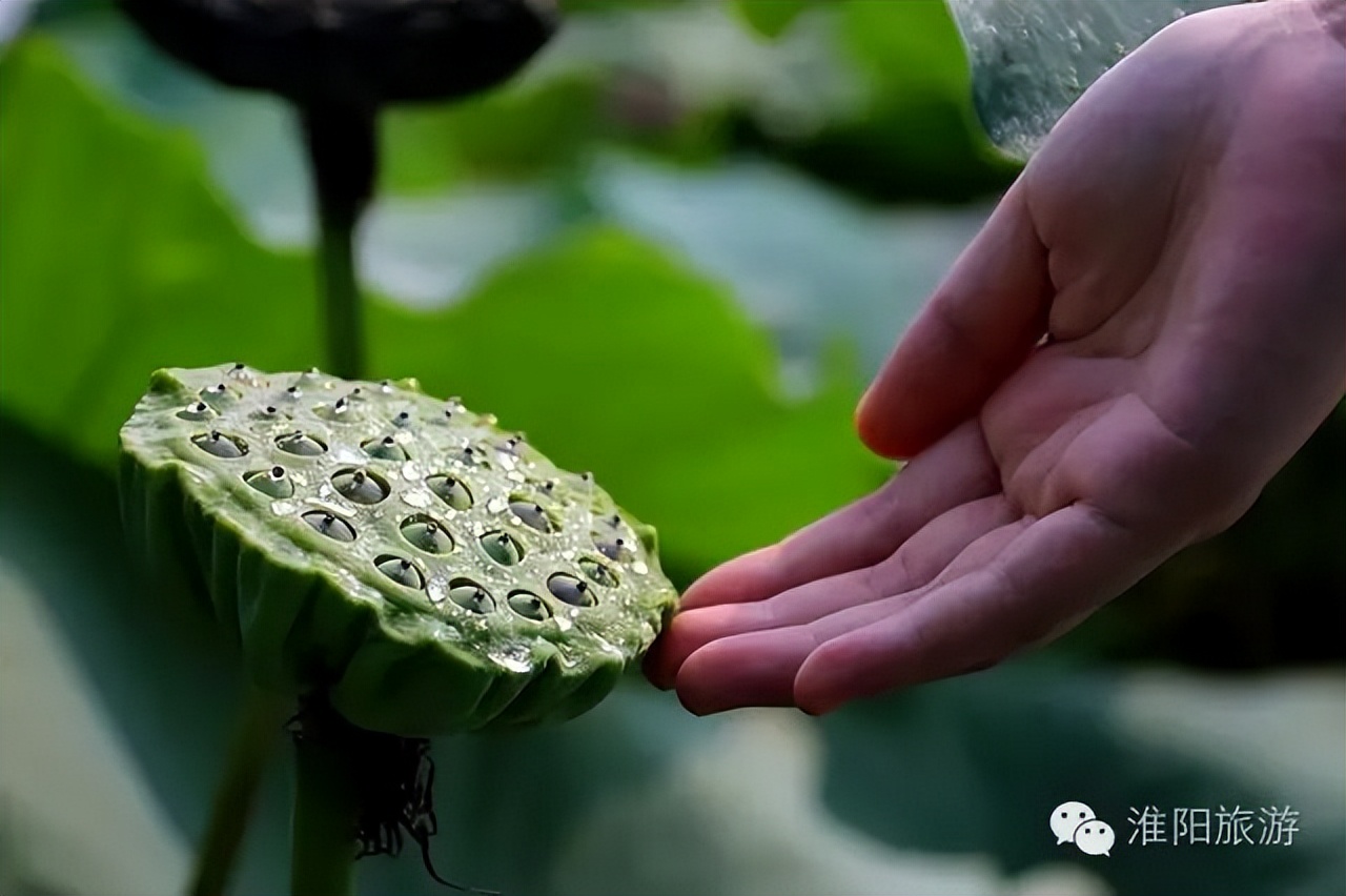 淮阳龙湖赏荷花的季节,淮阳观赏荷花的地方在哪里