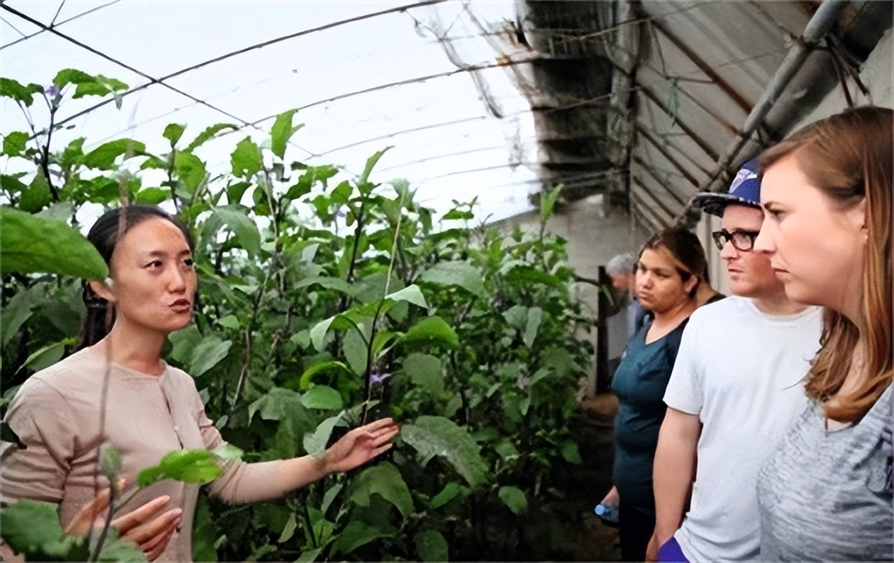农村女博士靠种地年收入800万,清华女博士种地十一年收入八百万