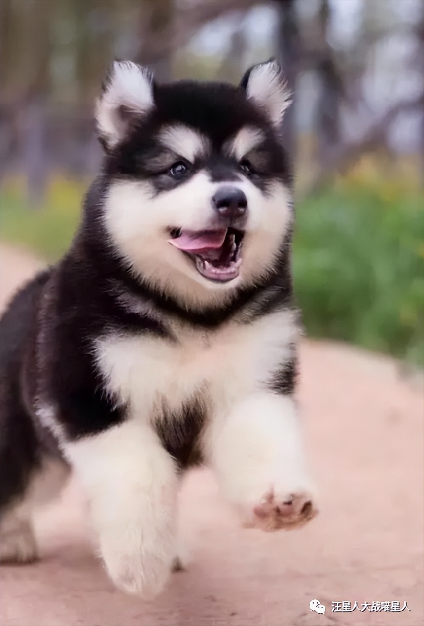 世界上最帅的一个雪橇犬,世界最可爱阿拉斯加巨型犬