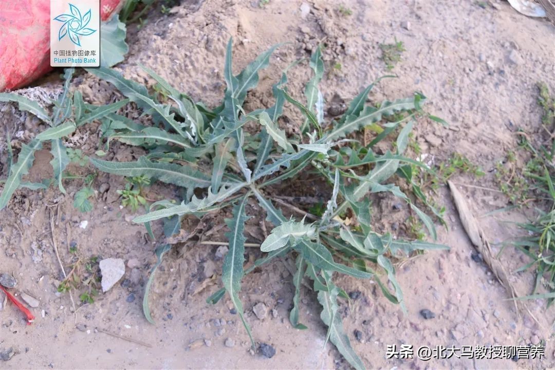 春天常见的野菜哪种最好吃,春天最适合吃这6种野菜