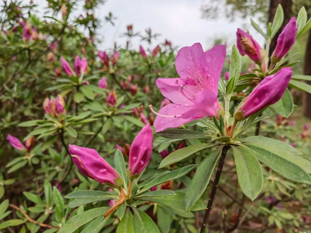 有一种春光叫杜鹃花,春天漫山遍野的杜鹃花开