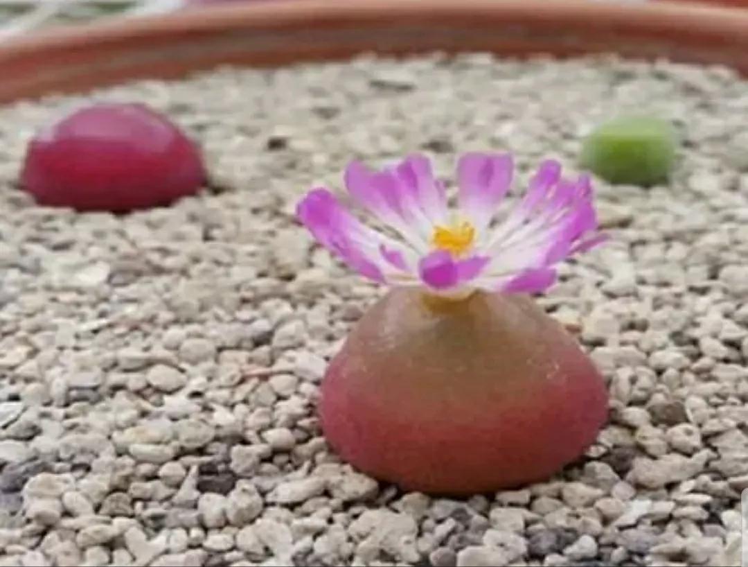 多肉植物石头开花,多肉石头花秋季