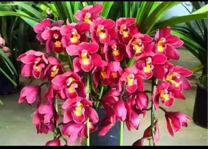大红袍兰花是什么品种,兰花的品种什么最好