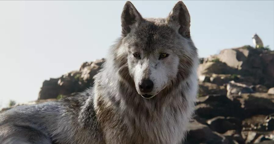 新疆姑娘回家被狼群包围,新疆姑娘遇到狼群