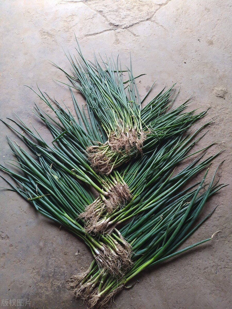 好葱怎么认,怎样种出独根大葱