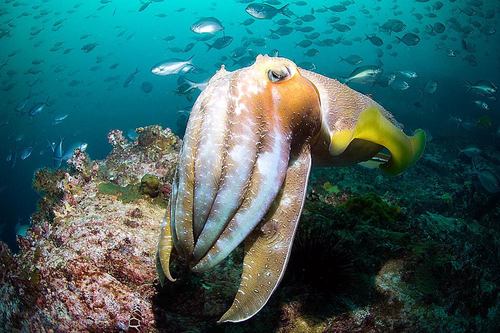 世界上活的寿命最长的动物是什么,动物兄弟之寿命超过100年的动物