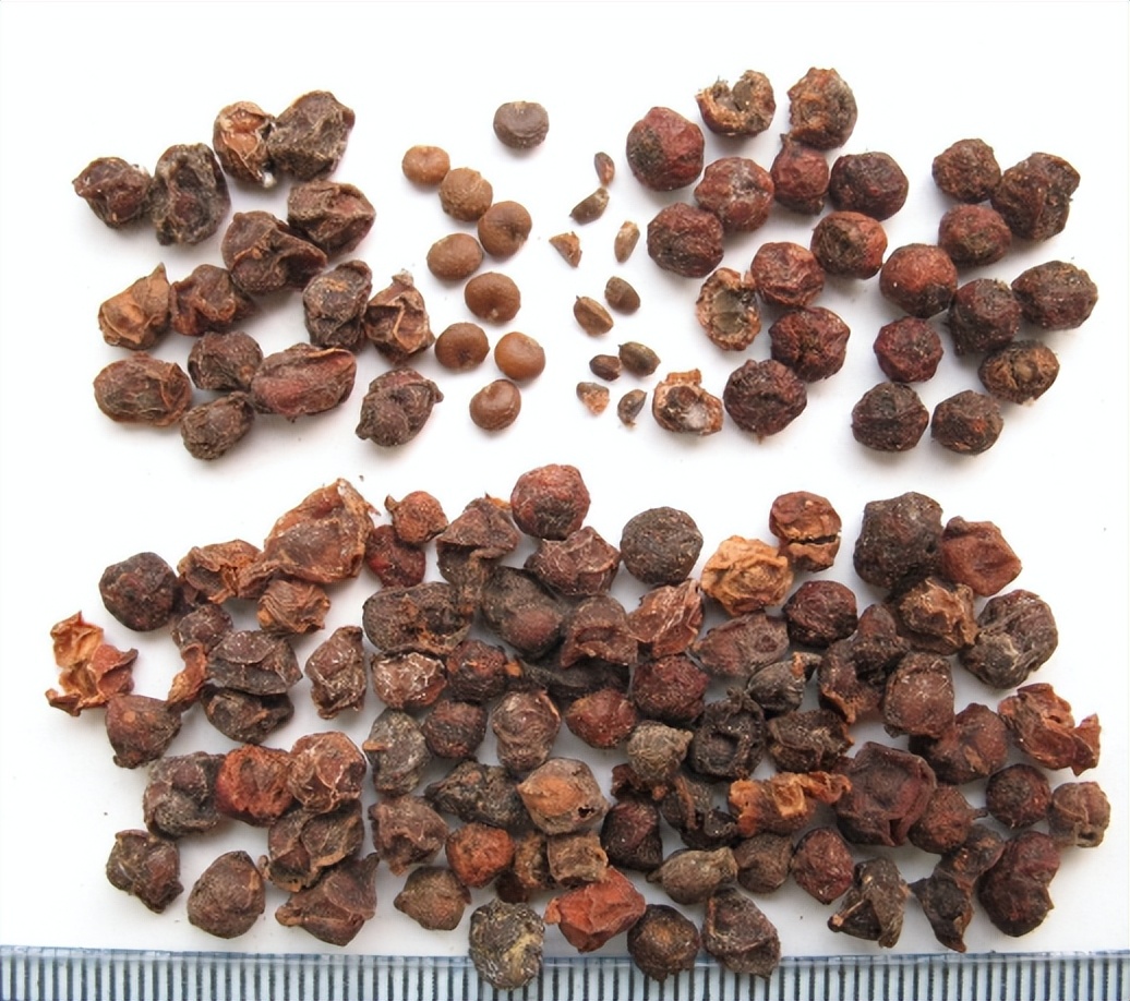 五味子南五味子有什么区别,南五味子和北五味子价格