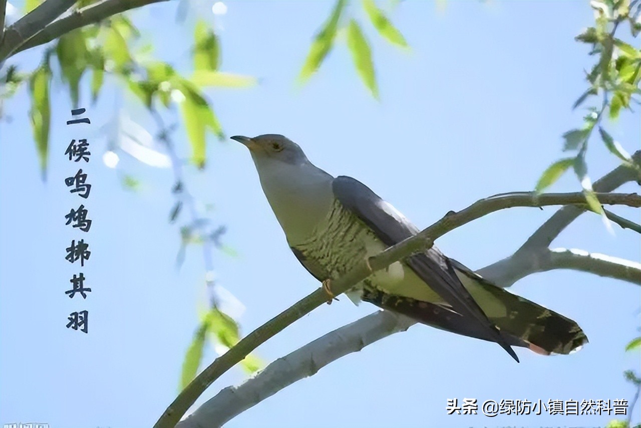 二十四节气之谷雨歌曲,二十四节气之谷雨儿歌歌词