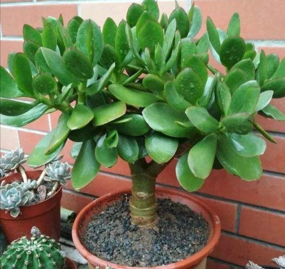 10种公认客厅最好养的花,适合客厅养的懒人花