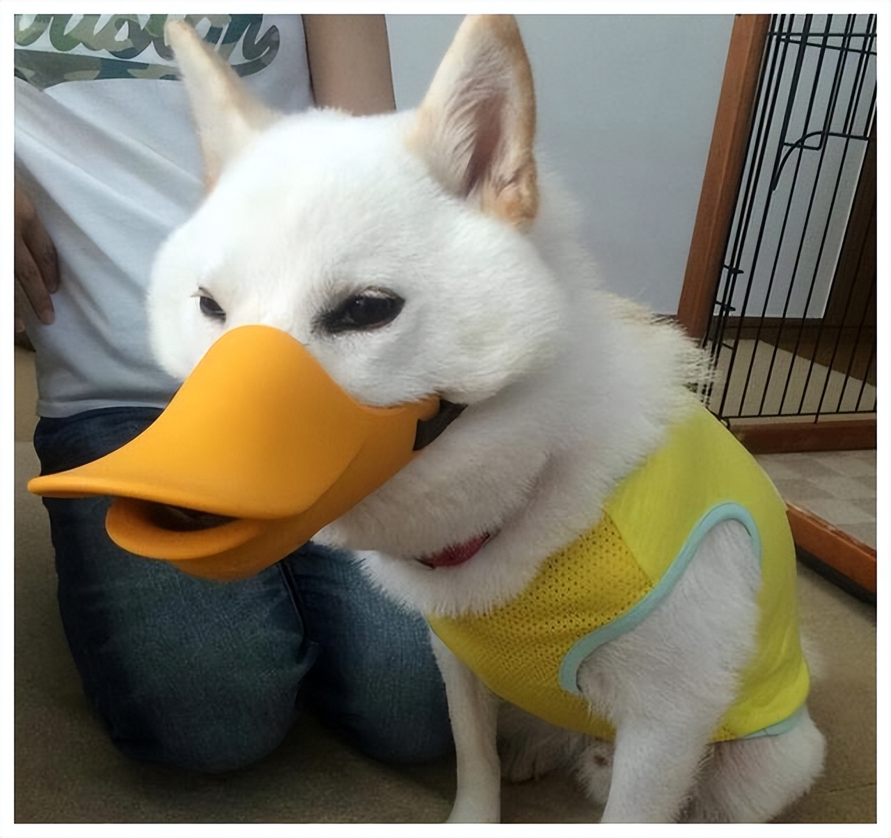 什么种类的狗狗适合新手,新手楼房适合养的狗狗