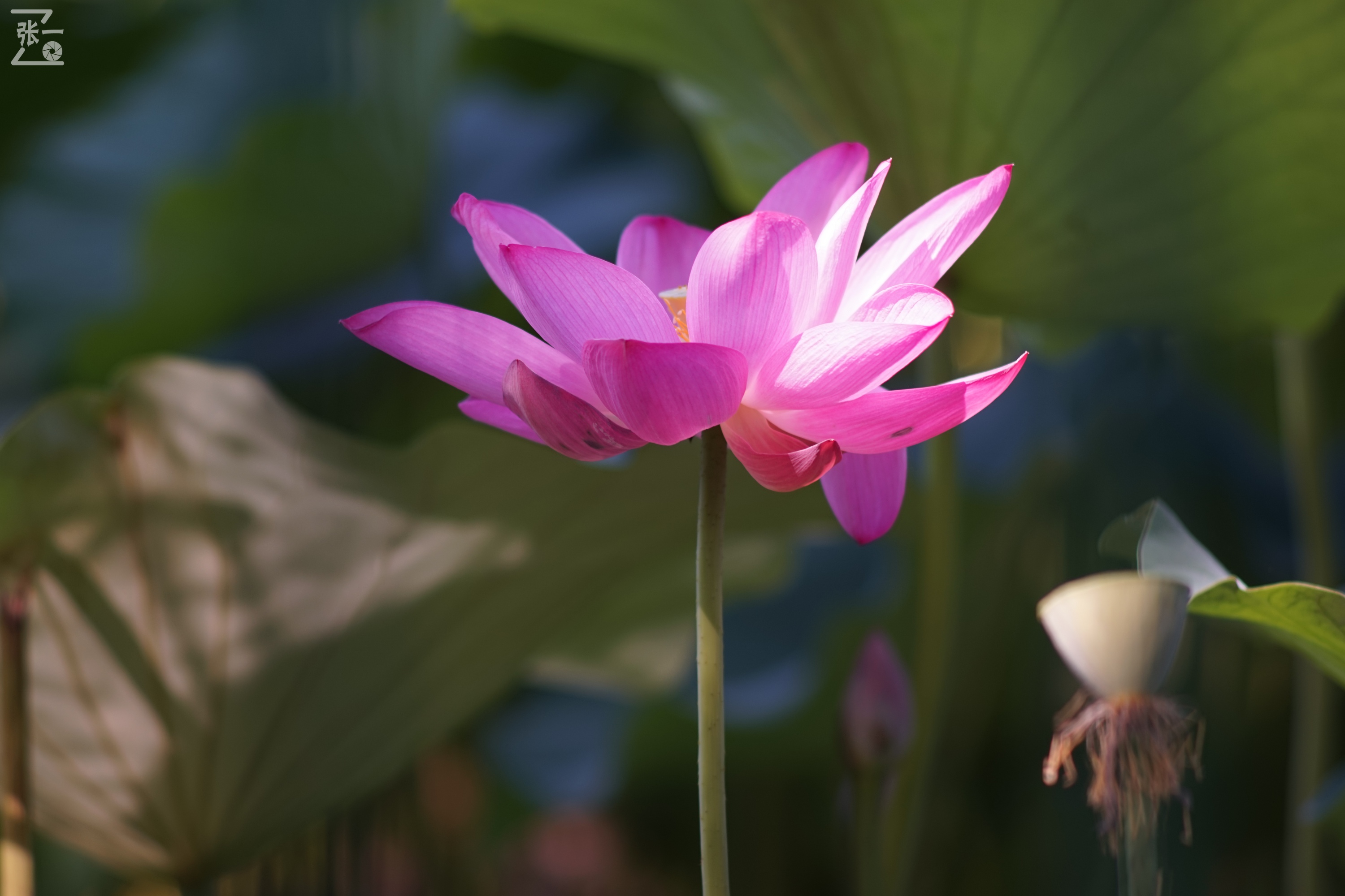 老款olympus微单拍摄技巧,日本olympus镜头