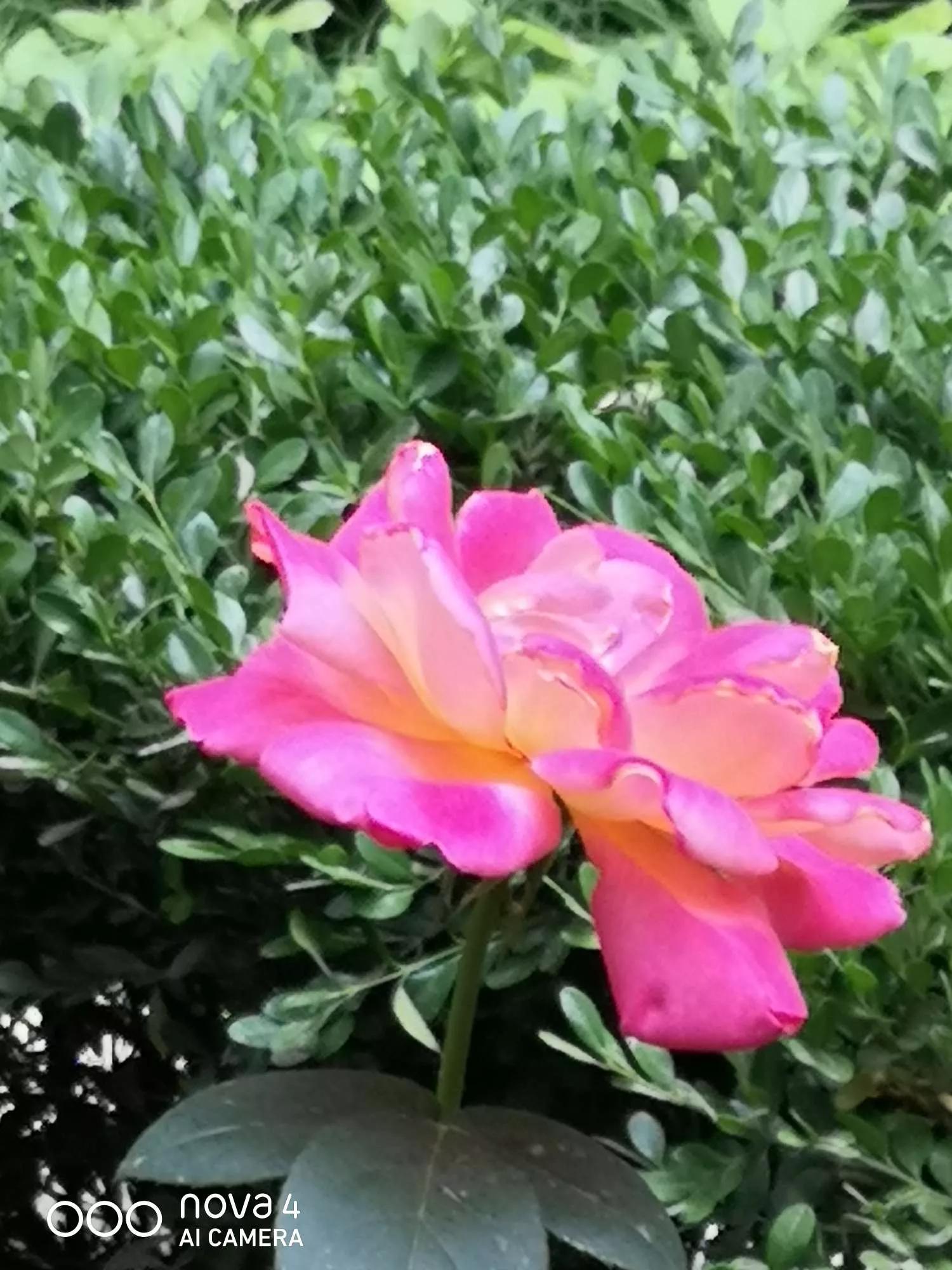 夏花开得最标准的月季花品种,月季色彩艳丽千姿百态