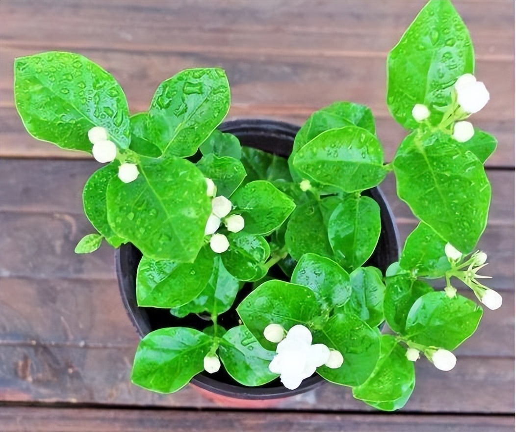 茉莉花怎么养迅速开花,茉莉花如何养开花不断