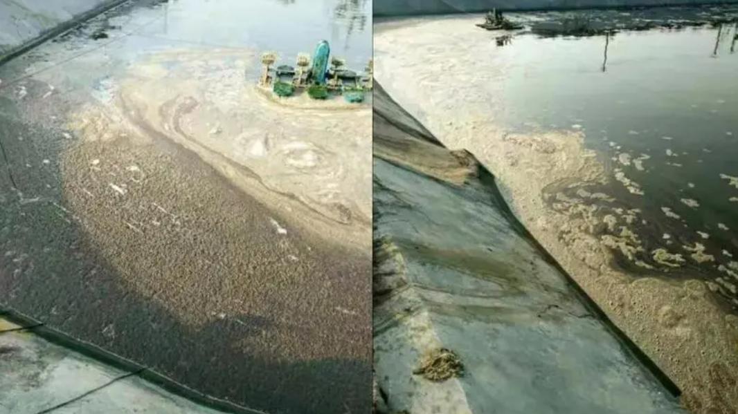 池塘倒藻是什么症状,池塘容易倒藻是什么原因