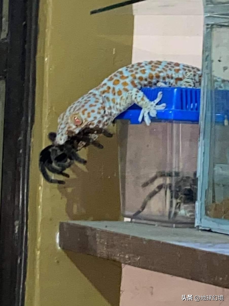 10种最罕见的神秘生物,35种罕见生物照片