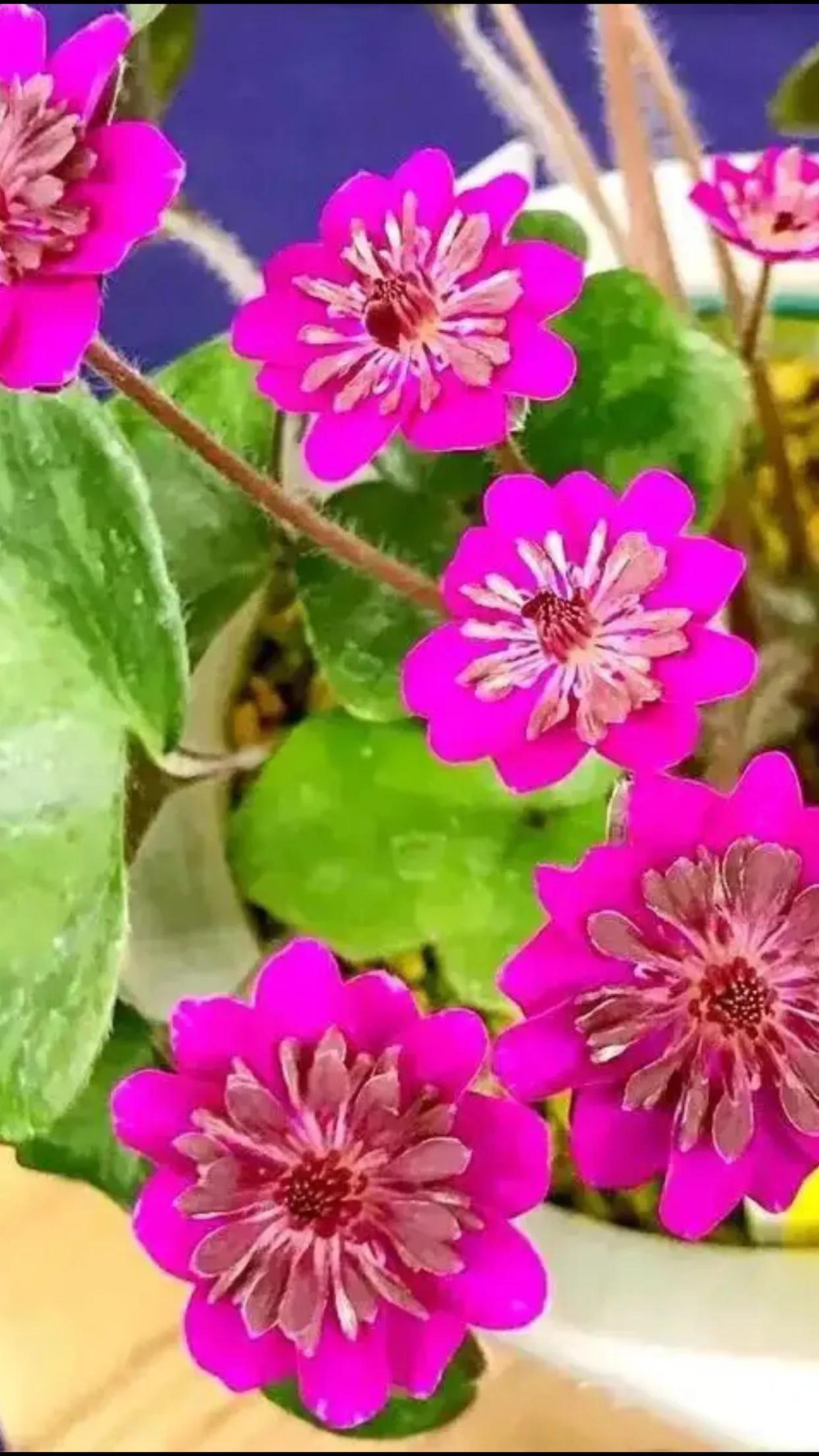 雪割草,雪割草图片