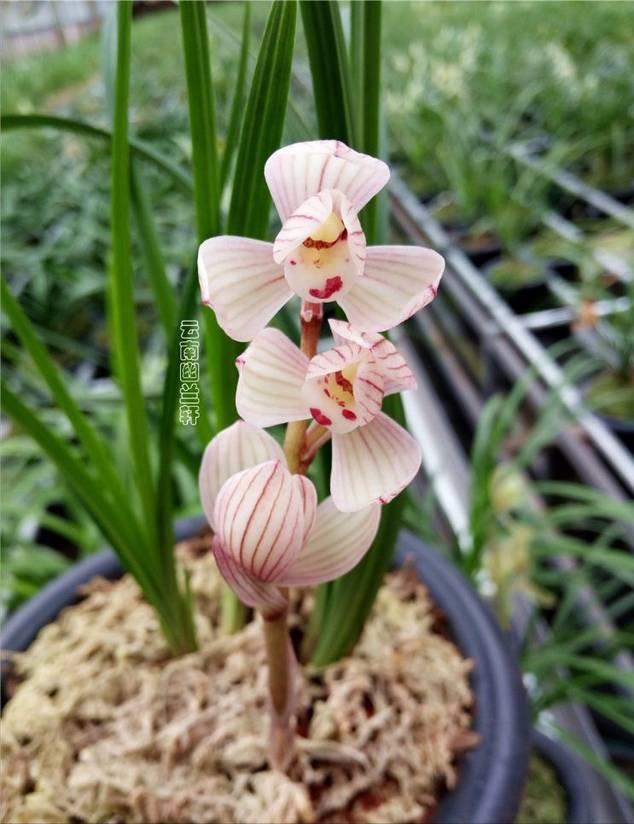 什么品种的兰花既香又好养,开花鲜艳比较香的兰花