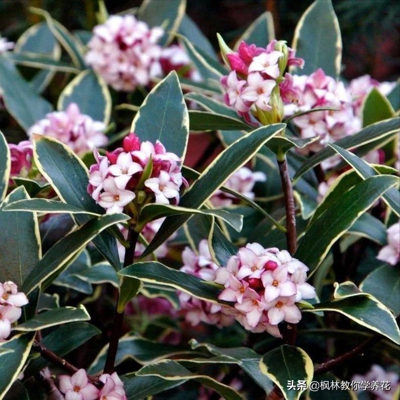 为什么金边瑞香不长,为什么金边瑞香花色越来越淡