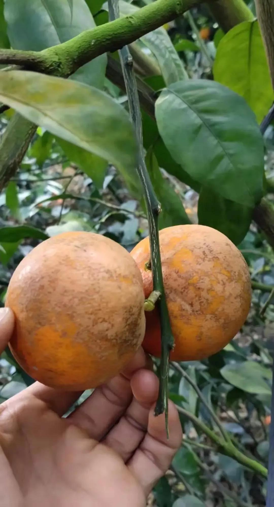 柑橘打药最佳时间和方法,柑橘打药用量多少