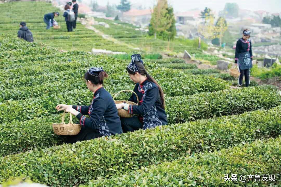 百县·百茶·百人|青岛市崂山区-崂山茶-匡新