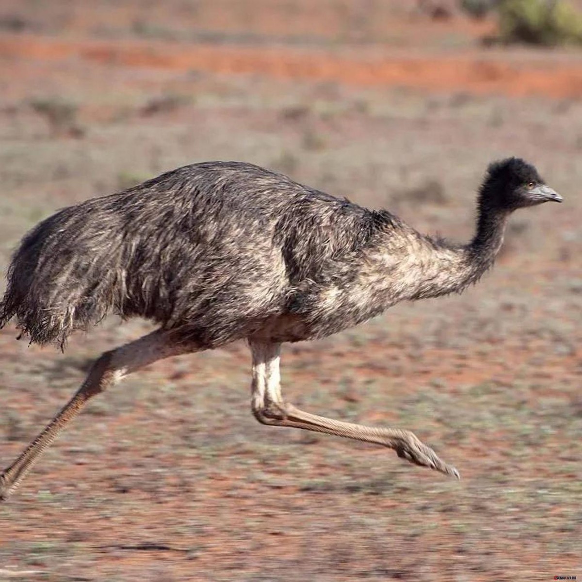 养鳄鱼差点被咬到,养殖鳄鱼长大了会咬主人吗