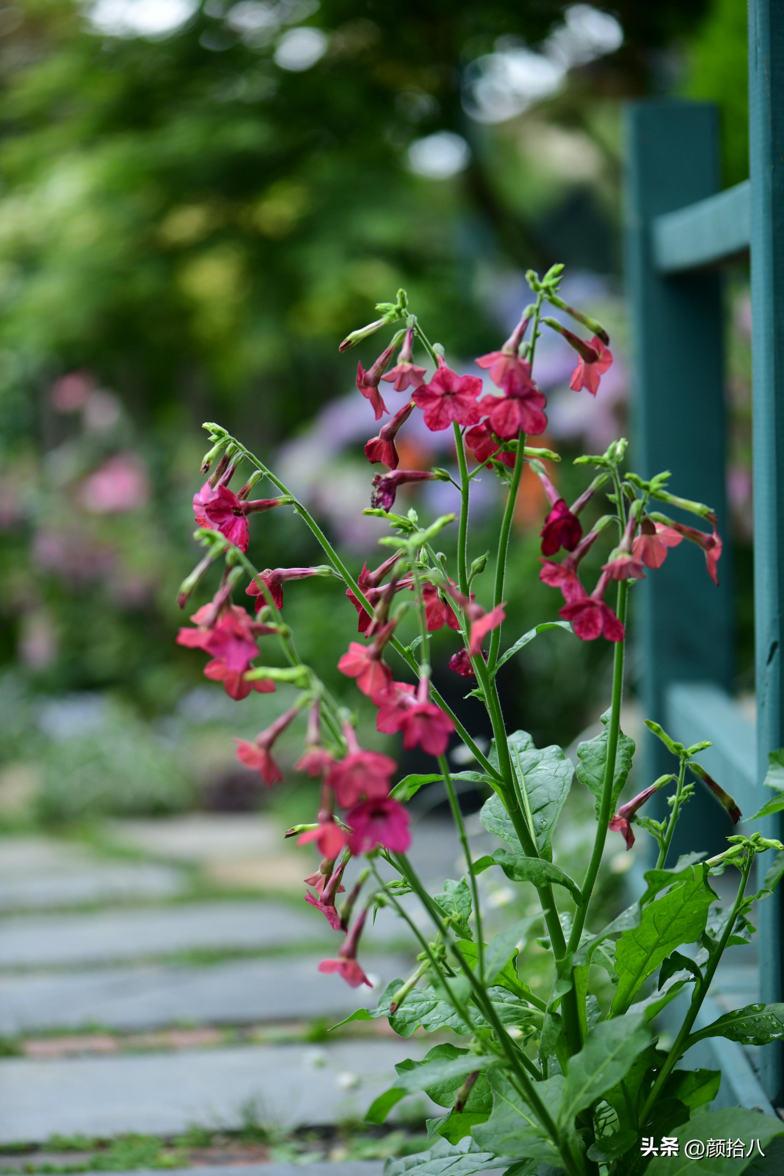 冬天开花的室外花卉盆栽,温室盆栽观花花卉植物