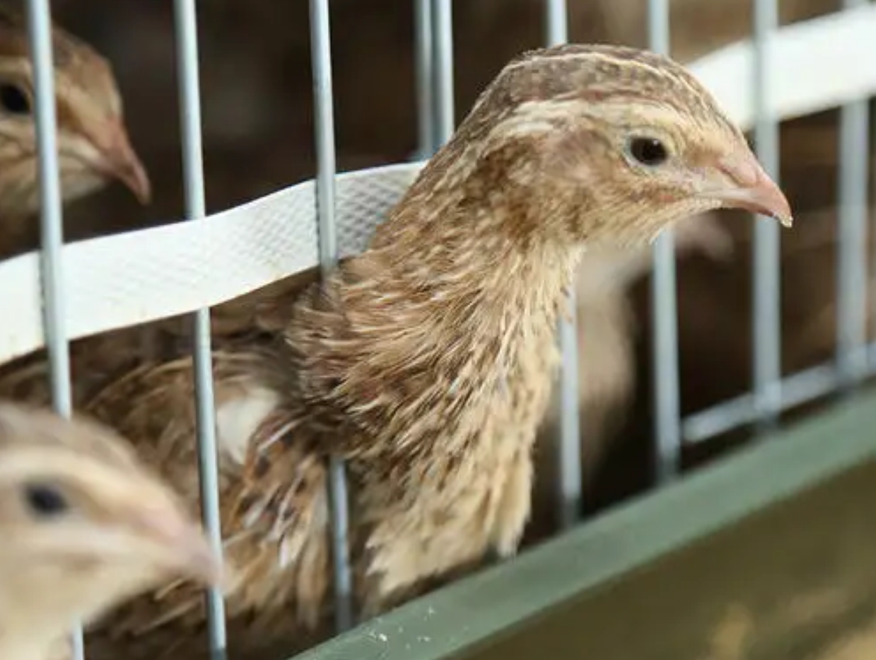 鹌鹑悲惨一生,鹌鹑的悲惨人生