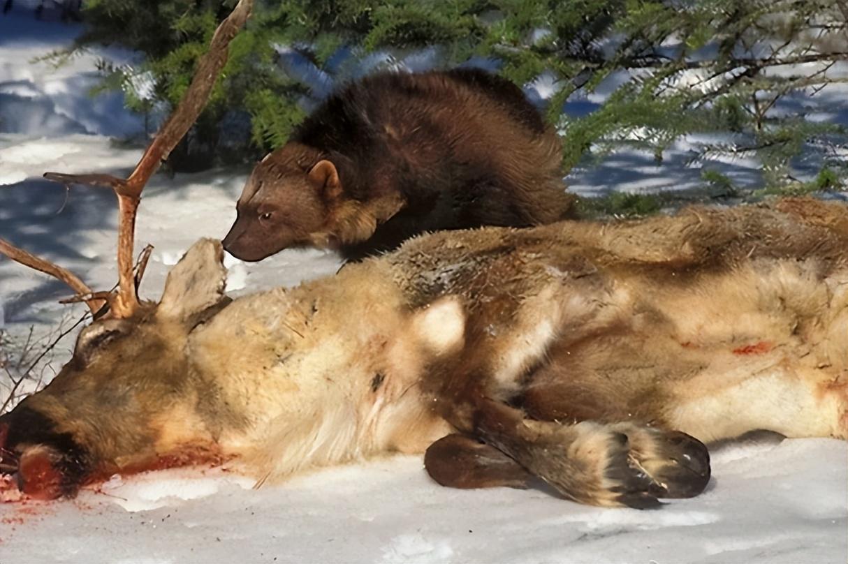 大兴安岭发现貂熊外出觅食，能猎杀200斤马鹿，敢从猞猁嘴下夺食