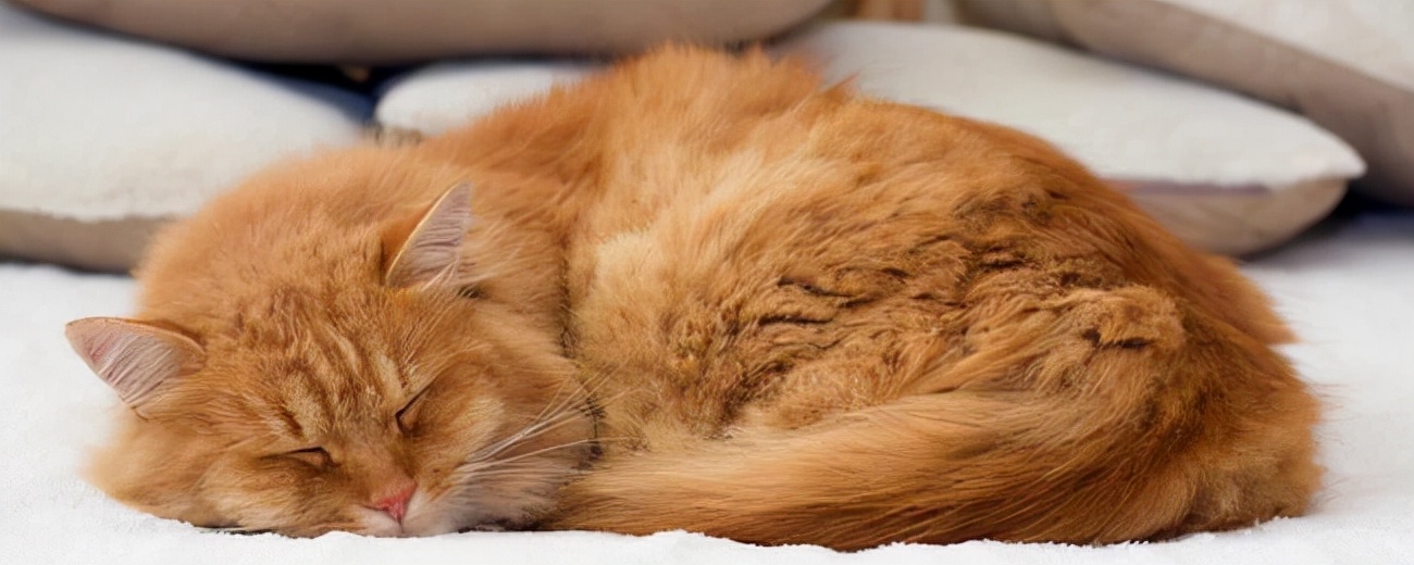 猫咪刚出生时就出现假死的症状