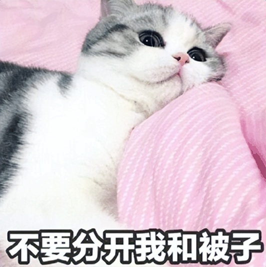 猫为什么跟你一起睡,猫让你抱着睡觉是不是喜欢你