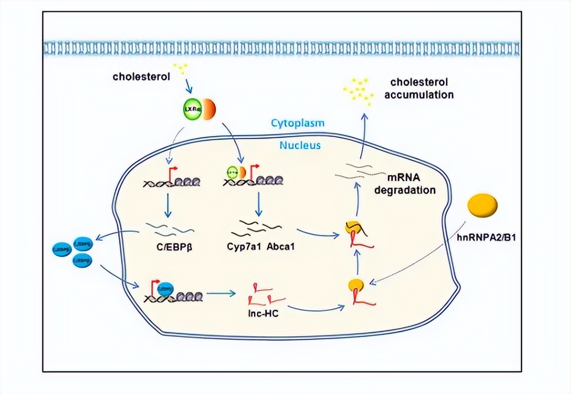 其他植物的类固醇合成难道不需要薯蓣作为参考吗？