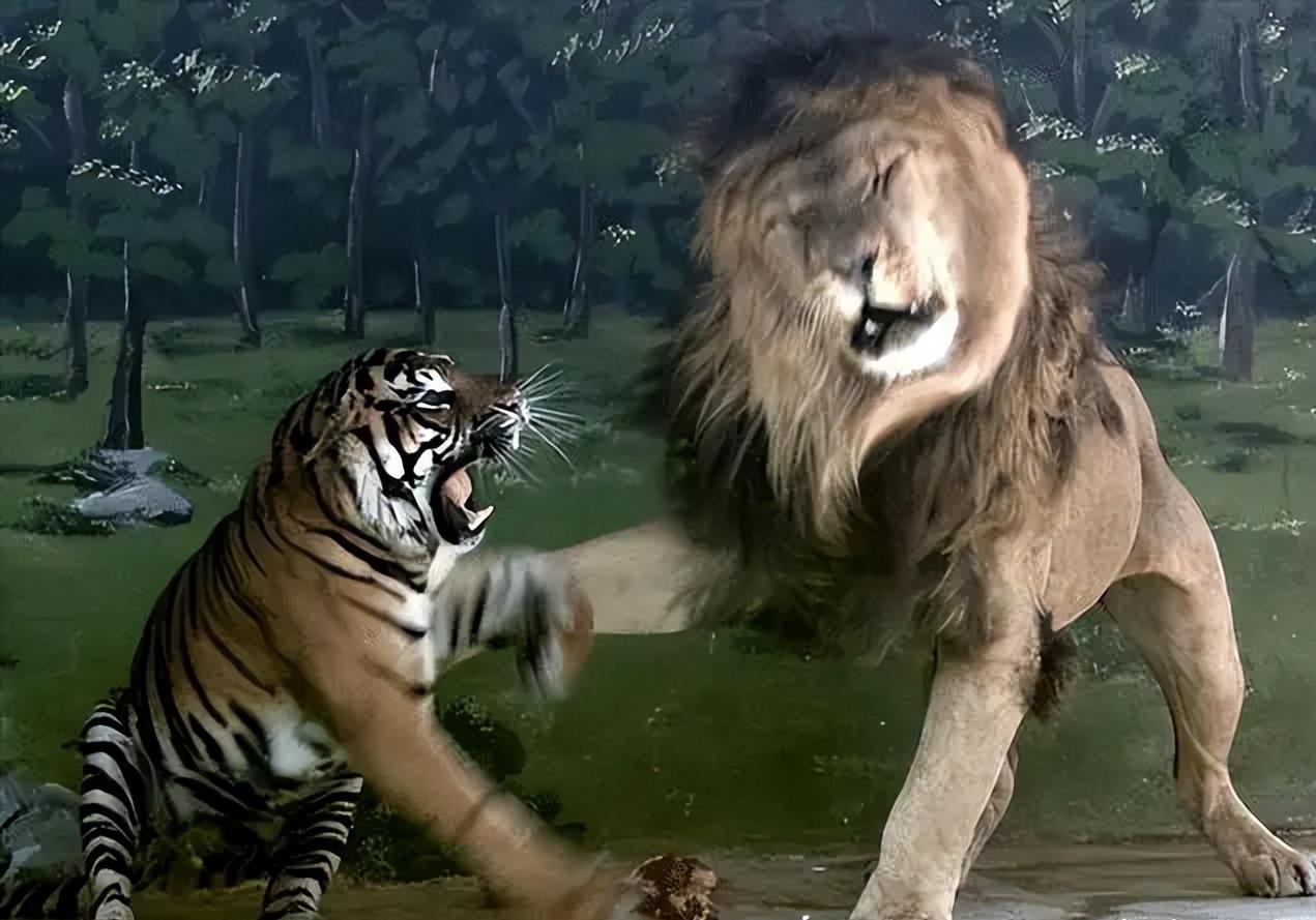 古罗马巴巴里狮vs孟加拉虎,孟加拉虎与巴巴里狮哪个厉害