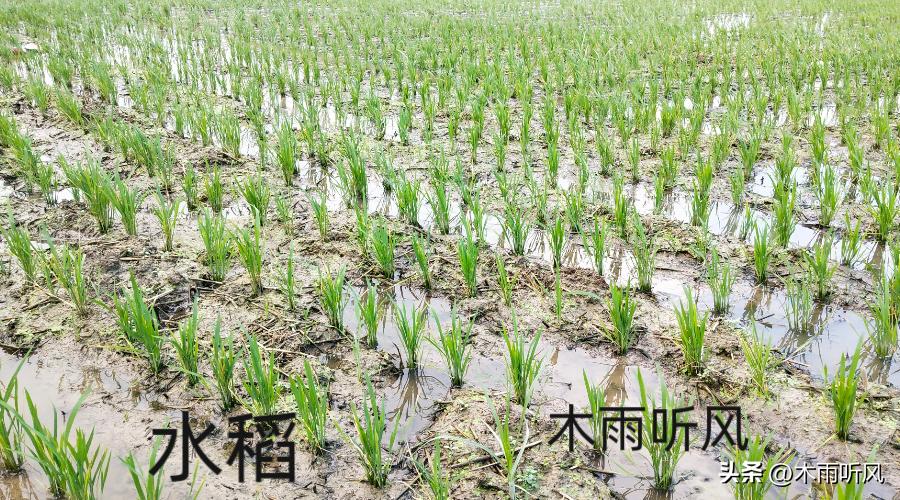 水稻施氮肥危害,氮肥过多对水稻后期有什么影响