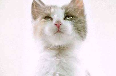 猫咪舔嘴就是嘴馋？答案可没那么简单