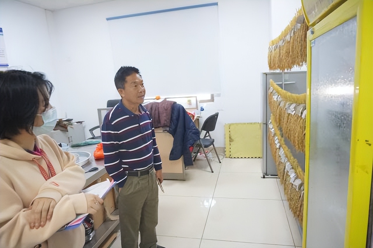 汕尾市农业水稻种植,汕尾水稻种植