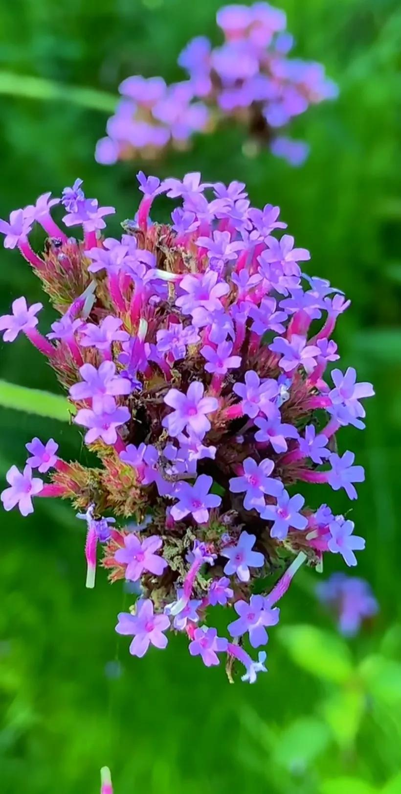 好养眼的花图片,让人惊艳的花草图片