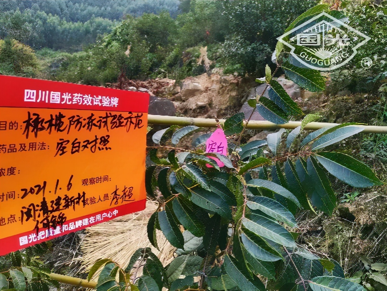 橄榄保暖,橄榄防冻害