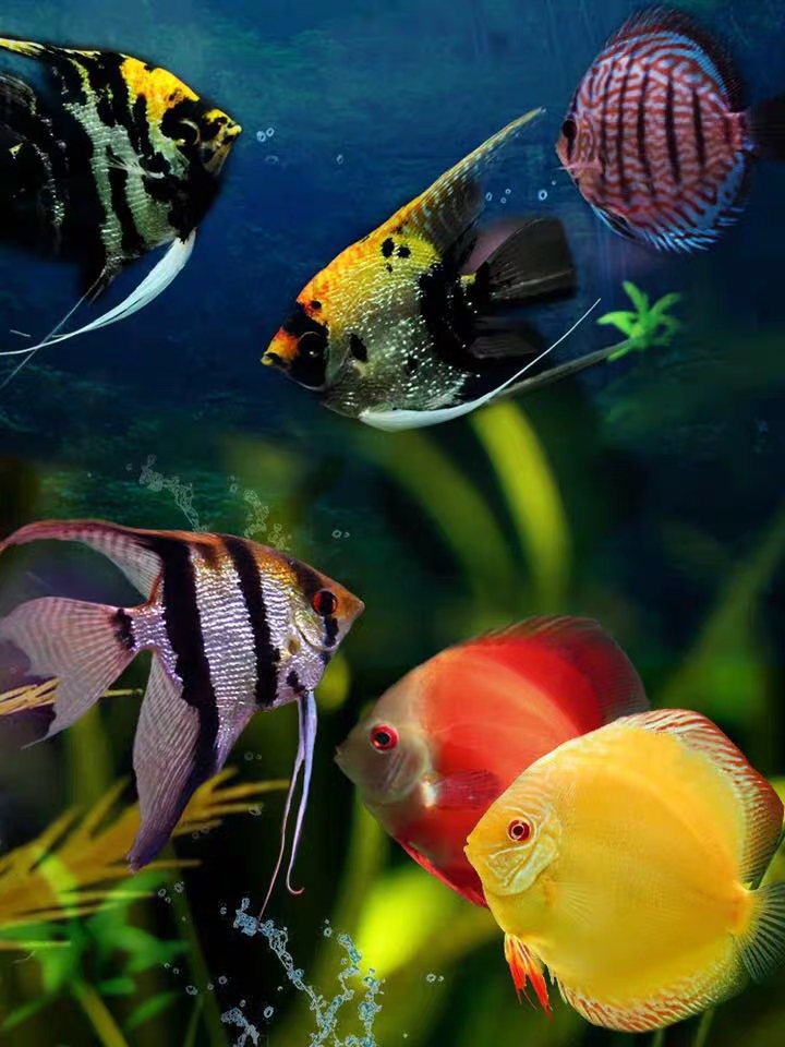 热带鱼科普介绍,热带鱼和猪太白认识吗