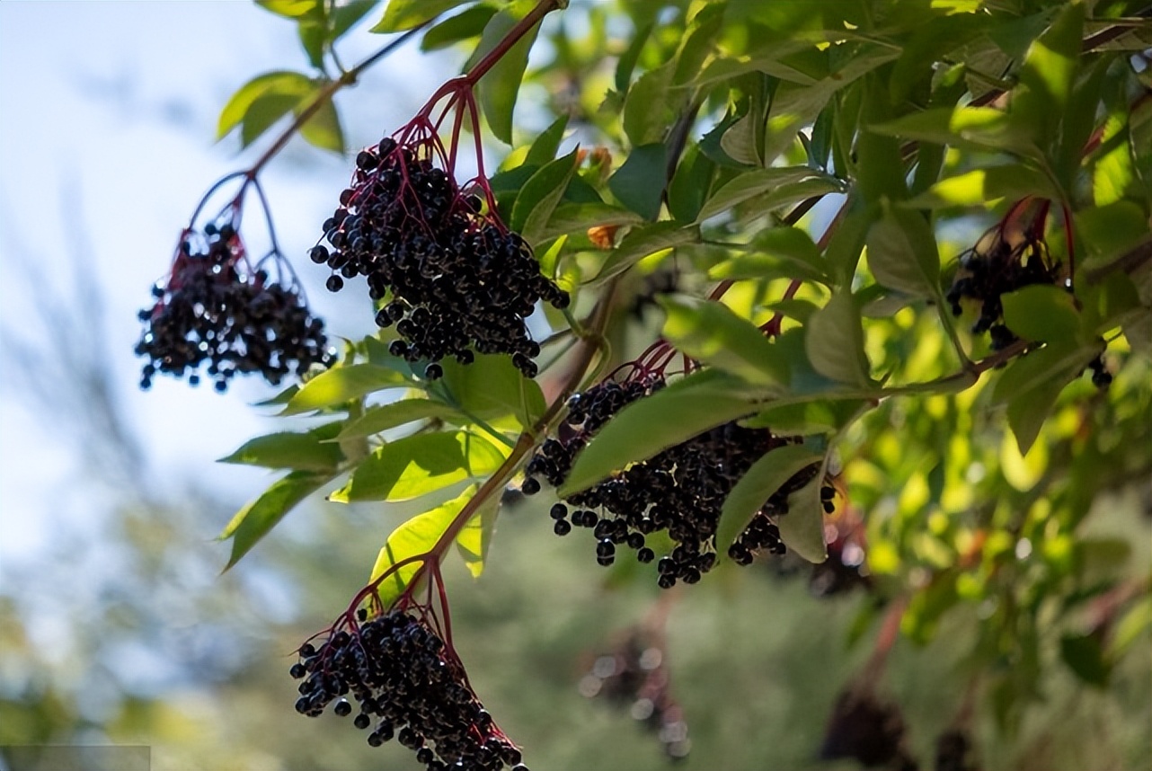 免疫力是身体最好的保护,Sambucol善倍康时刻守护免疫健康