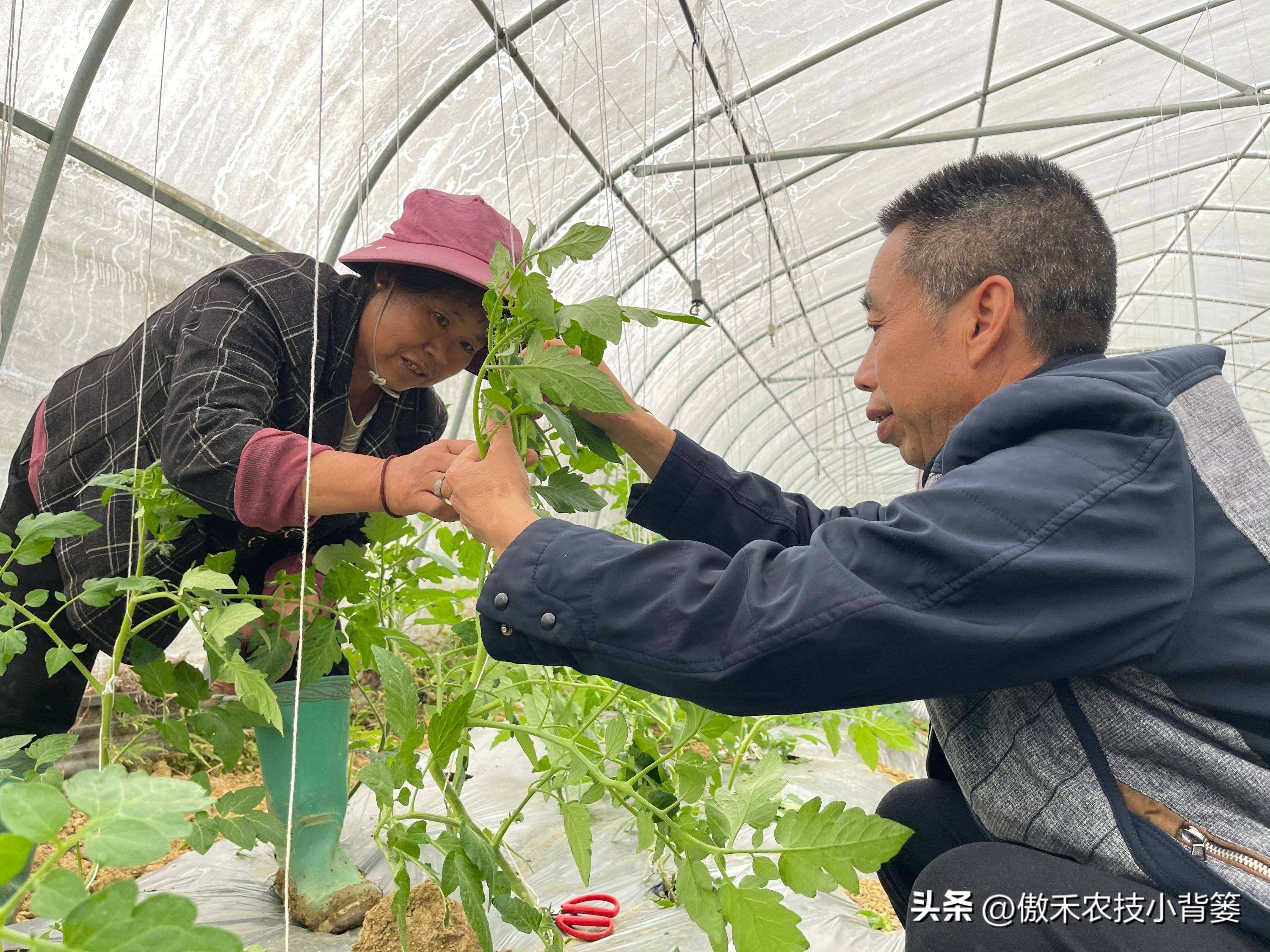 甲维盐杀虫效果变差了?学会用药技巧合理复配,杀虫效果能翻倍
