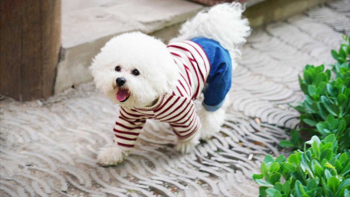 比熊泪痕怎么去除5个小窍门,比熊泪痕严重四大办法轻松消除