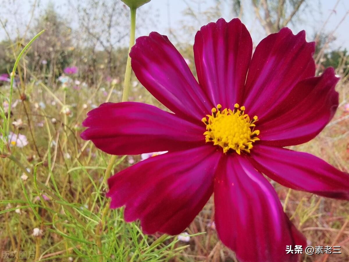 女作家去做保姆15年,女作家去做保姆奇葩的理由