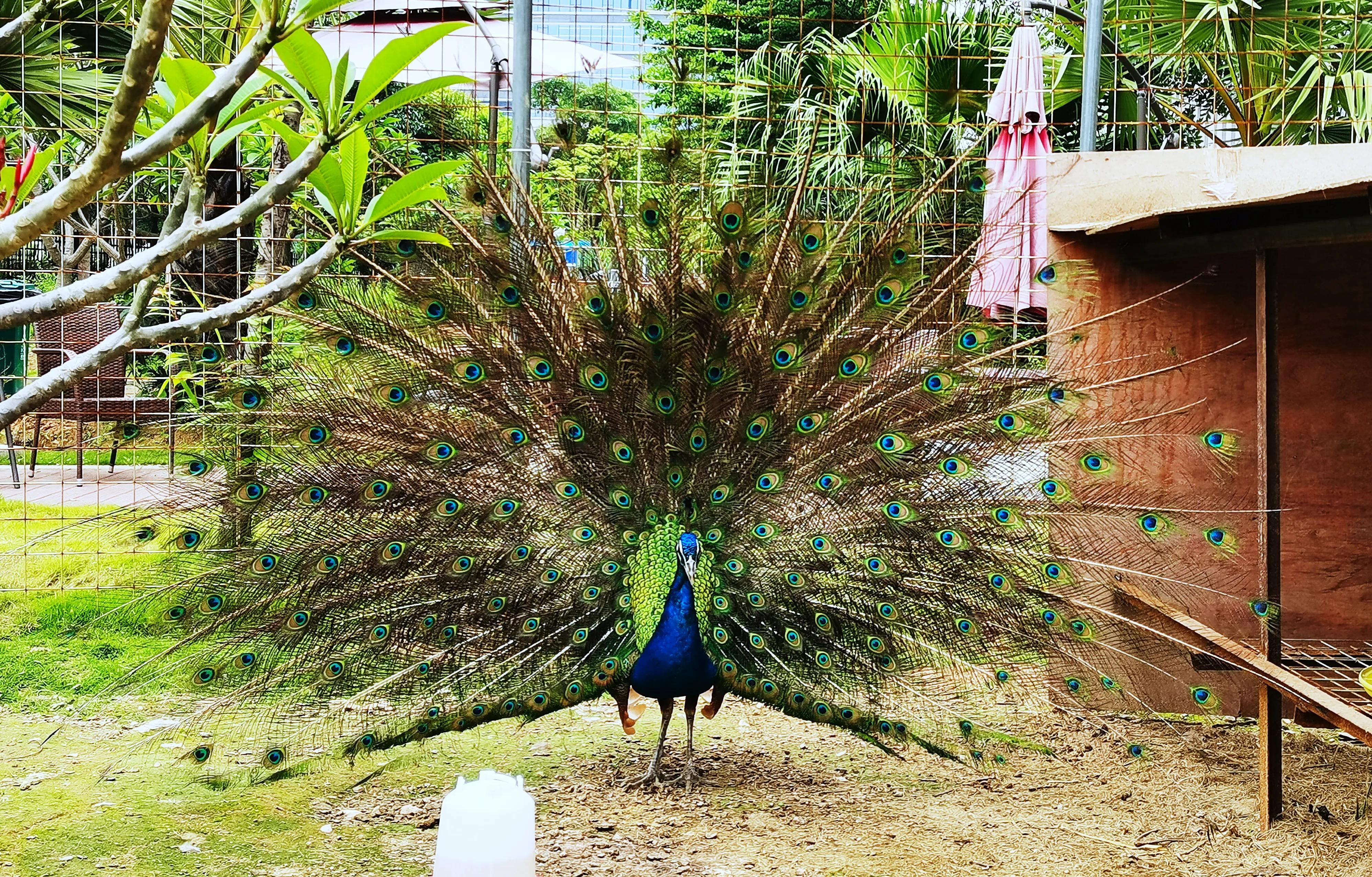 孔雀不下蛋怎么办,孔雀下蛋了怎么办