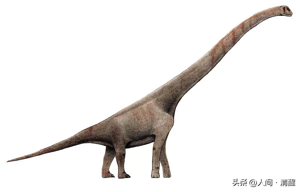 蜥脚类恐龙都有哪些呢,蜥脚类恐龙大小比较图