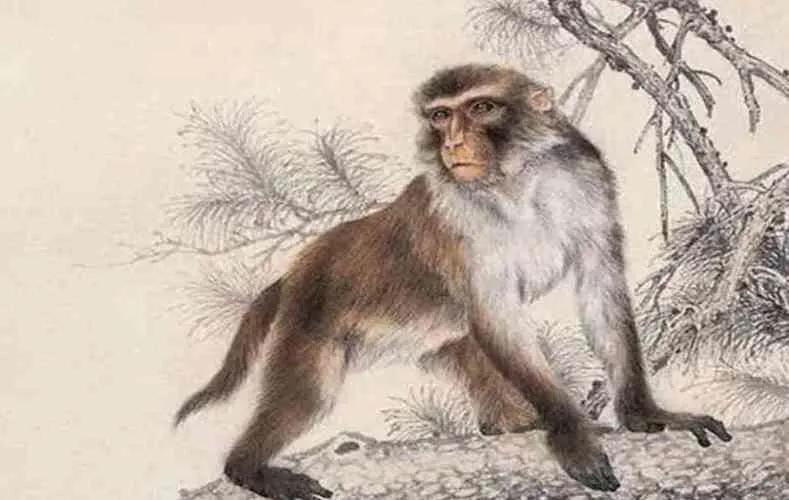 申猴和寅虎在什么情况下不相冲,寅虎申猴是哪年的