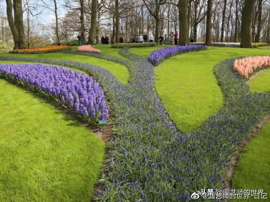 疏林草地的作用,疏林草地效果图