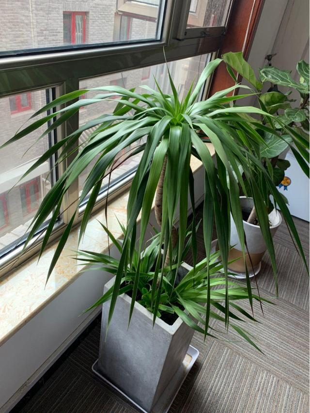 客厅养什么花好看又好养,客厅养什么花好看又好养活